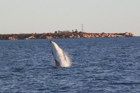 AOC Broome Whale Watching - Accommodation Batemans Bay 2