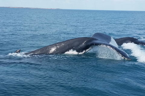 AOC Broome Whale Watching - Accommodation Batemans Bay 1