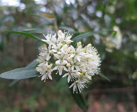 Booderee National Park - Accommodation Batemans Bay 0