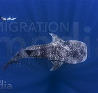 Migration Media - Accommodation Batemans Bay