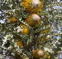 Woylie Walk Dryandra Woodland - Accommodation Batemans Bay