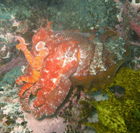 Jervis Bay Dive Charters - Accommodation Batemans Bay