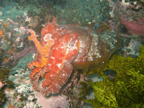 Jervis Bay Dive Charters - Accommodation Batemans Bay 0