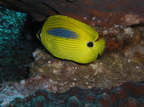 Jervis Bay Dive Charters - Accommodation Batemans Bay 1