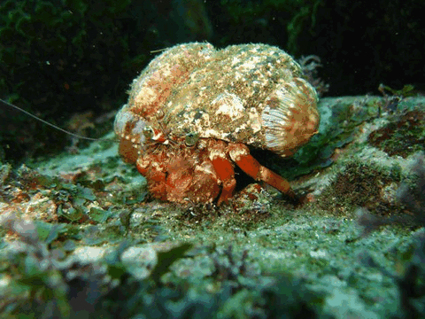 Jervis Bay Dive Charters - Accommodation Batemans Bay 2