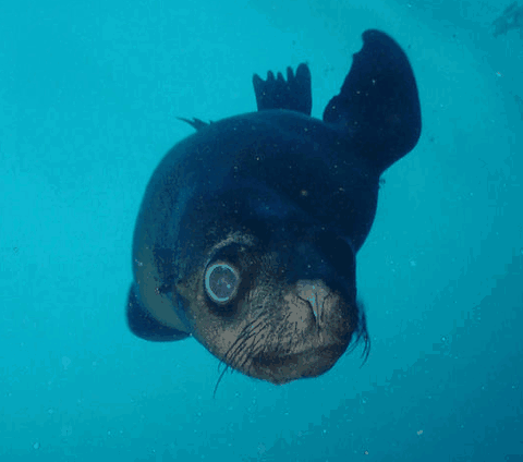 Jervis Bay Dive Charters - Accommodation Batemans Bay 3