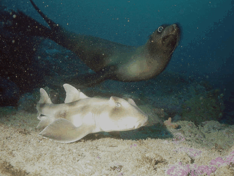 Jervis Bay Dive Charters - Accommodation Batemans Bay 4
