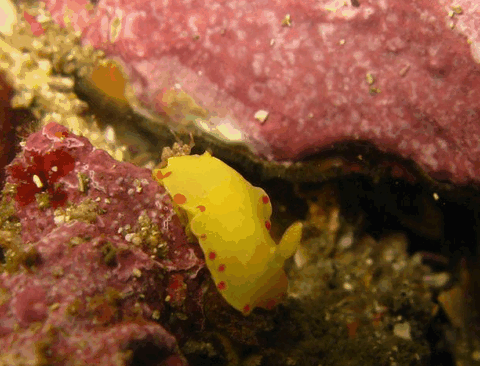 Jervis Bay Dive Charters - Accommodation Batemans Bay 5