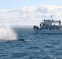 Dolphin Watch Cruises - Accommodation Batemans Bay