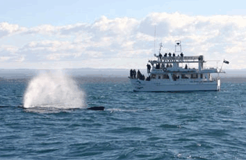 Dolphin Watch Cruises - Accommodation Batemans Bay 0