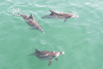 Dolphin Watch Cruises - Accommodation Batemans Bay 1