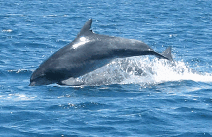 Dolphin Watch Cruises - Accommodation Batemans Bay 3