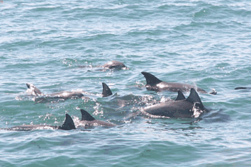 Dolphin Watch Cruises - Accommodation Batemans Bay 4