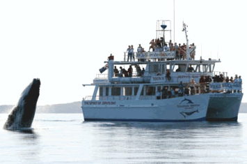 Dolphin Watch Cruises - Accommodation Batemans Bay 6