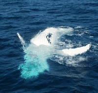 Dolphin Wild Cruises - Accommodation Batemans Bay