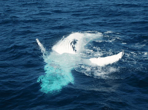 Dolphin Wild Cruises - Accommodation Batemans Bay 0