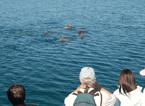 Dolphin Wild Cruises - Accommodation Batemans Bay 3