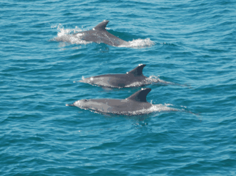 Dolphin Wild Cruises - Accommodation Batemans Bay 5