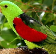 Birdworld Kuranda - Accommodation Batemans Bay