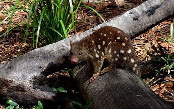 Hartley's Crocodile Adventures - Accommodation Batemans Bay 3