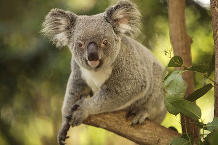 Hartley's Crocodile Adventures - Accommodation Batemans Bay 7