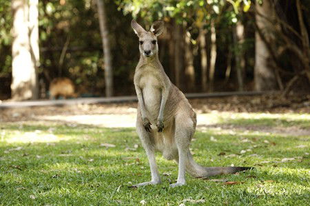 Hartley's Crocodile Adventures - Accommodation Batemans Bay 10