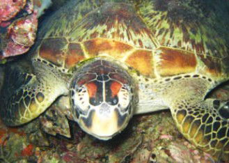 Adrenalin Snorkel And Dive - Accommodation Batemans Bay 0