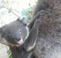 West Oz Wildlife Petting Zoos - Accommodation Batemans Bay