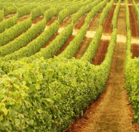 Wignalls Winery - Accommodation Batemans Bay