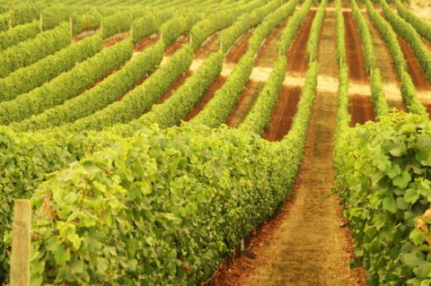 Wignalls Winery - Accommodation Batemans Bay 0