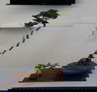 Wauchope Bonsai Workshop Group - Accommodation Batemans Bay