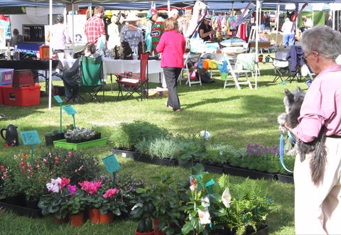 Batemans Bay Sunday Market - Accommodation Batemans Bay 2