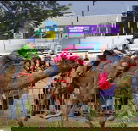 Camel Races at Gosford Showgrounds - Accommodation Batemans Bay