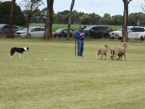 Dean Sheepdog Trials - Old Sniff Classic - Accommodation Batemans Bay 0