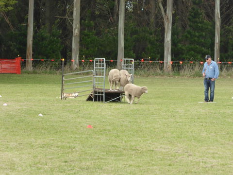 Dean Sheepdog Trials - Old Sniff Classic - Accommodation Batemans Bay 2