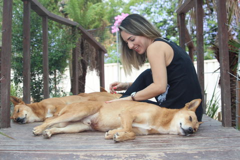 Dingo Den Discovery Experience - Accommodation Batemans Bay 0