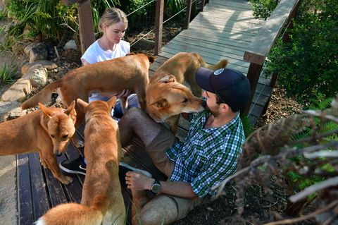 Dingo Den Discovery Experience - Accommodation Batemans Bay 1