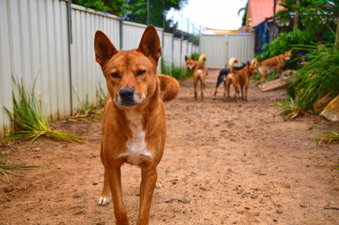 Dingo Den Discovery Experience - Accommodation Batemans Bay 2