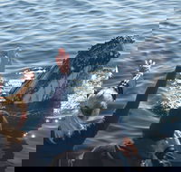 Eden Whale Festival - Accommodation Batemans Bay