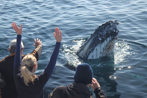 Eden Whale Festival - Accommodation Batemans Bay 0