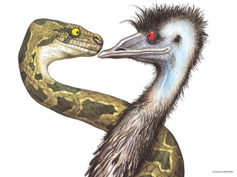 Edward The Emu - Accommodation Batemans Bay 0