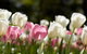 Floriade: Reimagined - thumb 0