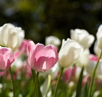 Floriade Reimagined - Accommodation Batemans Bay