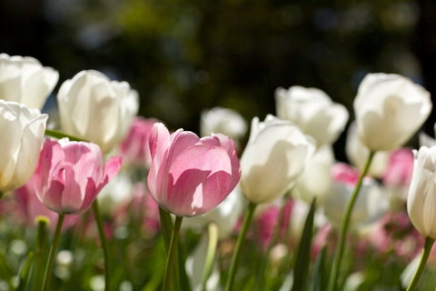 Floriade: Reimagined - Accommodation Batemans Bay 0