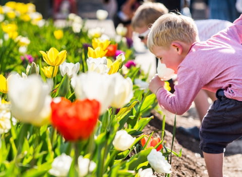 Floriade: Reimagined - Accommodation Batemans Bay 1