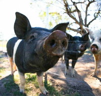 Mudgee Farm Walks - Accommodation Batemans Bay