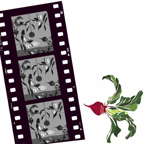 Oseanica Film Project - Accommodation Batemans Bay 0