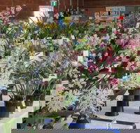 Sapphire Coast Orchid Club Spring Orchid Show - Accommodation Batemans Bay