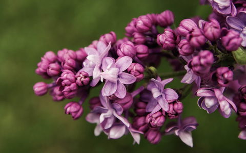 69th Annual Goulburn Lilac City Festival - Accommodation Batemans Bay 0