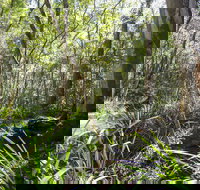 Bottlebutt Bash Trail Run - Accommodation Batemans Bay